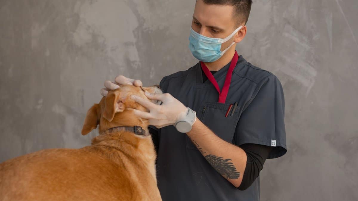 A professional veterinarian in mask examines a dog indoors during a checkup.