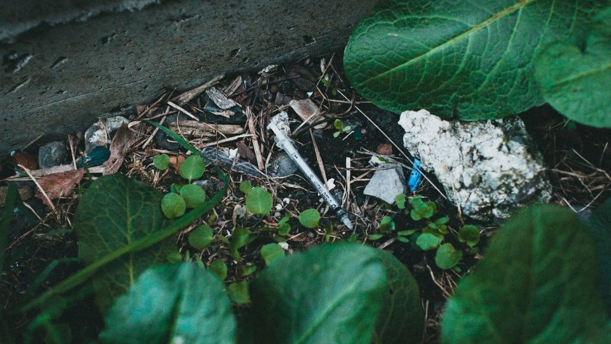 A discarded syringe lying among green leaves in a garden setting, highlighting environmental concerns.