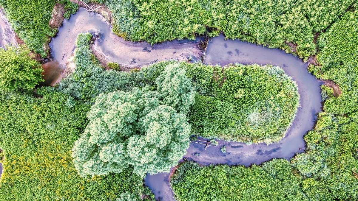 Stunning aerial shot of a winding creek surrounded by vibrant green vegetation in a Minnesota forest.