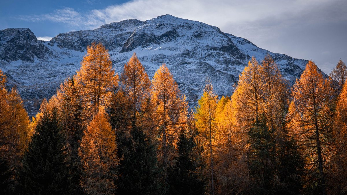Golden autumn trees in Graubünden with stunning alpine mountain backdrop. Perfect for travel and nature themes.