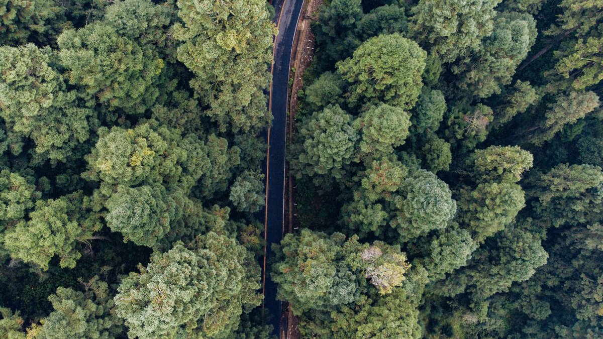 Aerial view of a winding road through lush green forest in Amecameca de Juárez, Mexico. Perfect for nature and travel themes.