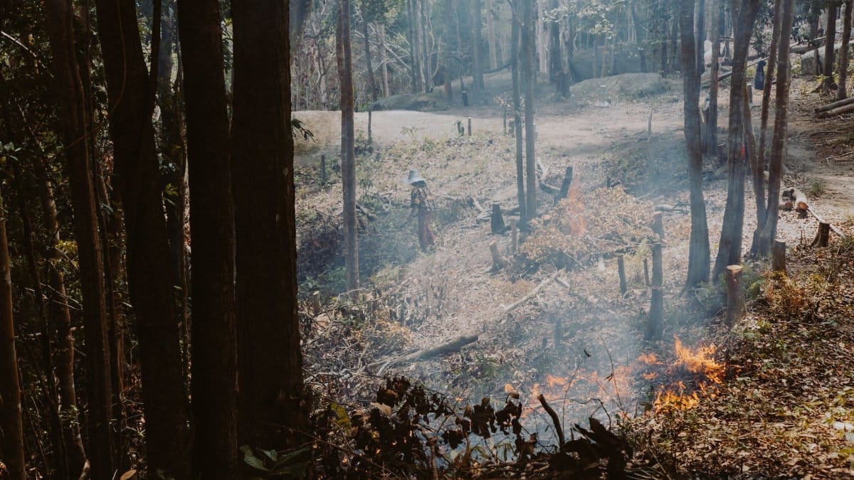 A forest area with visible smoke and small flames, depicting environmental fire impact.