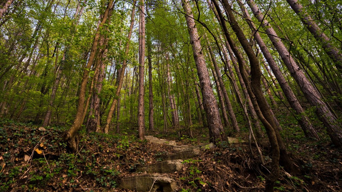 Concrete steps leading into a lush forest, surrounded by tall trees.