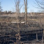 A burned landscape of bare trees and charred earth after a wildfire in West Newton, MN.
