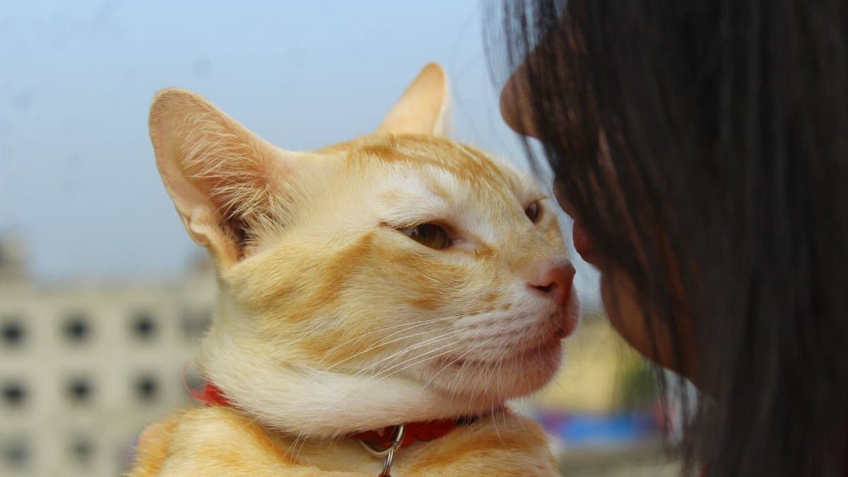 A ginger cat and woman share a loving moment outdoors, face to face.