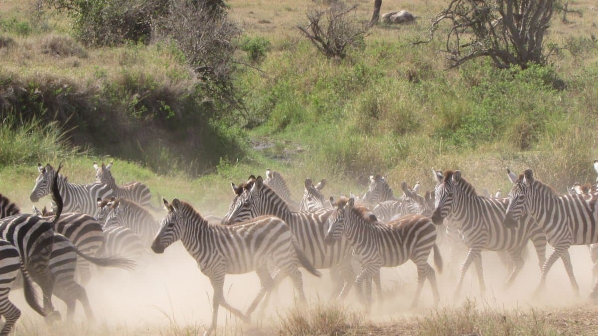 A herd of zebras running through the Serengeti plains, kicking up dust under the sun.