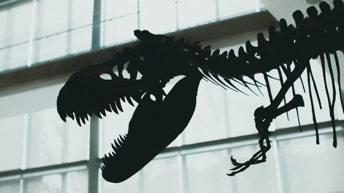 Striking silhouette of a dinosaur skeleton displayed indoors with dramatic lighting.