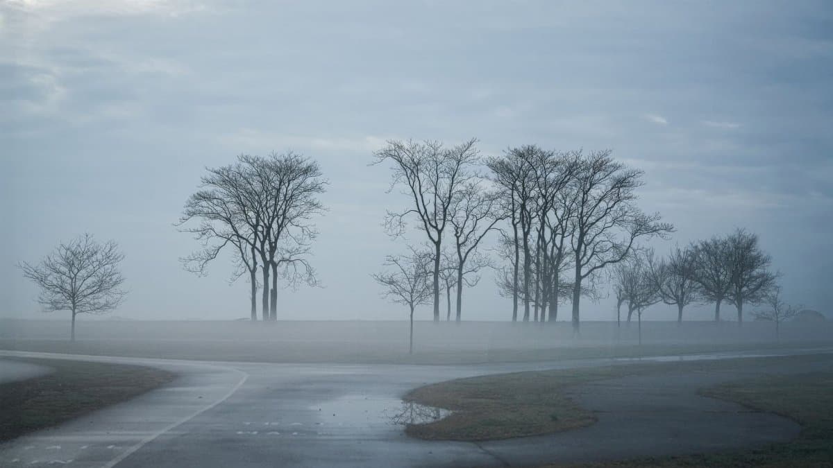 Misty winter morning with bare trees and winding path in a fog-laden park.