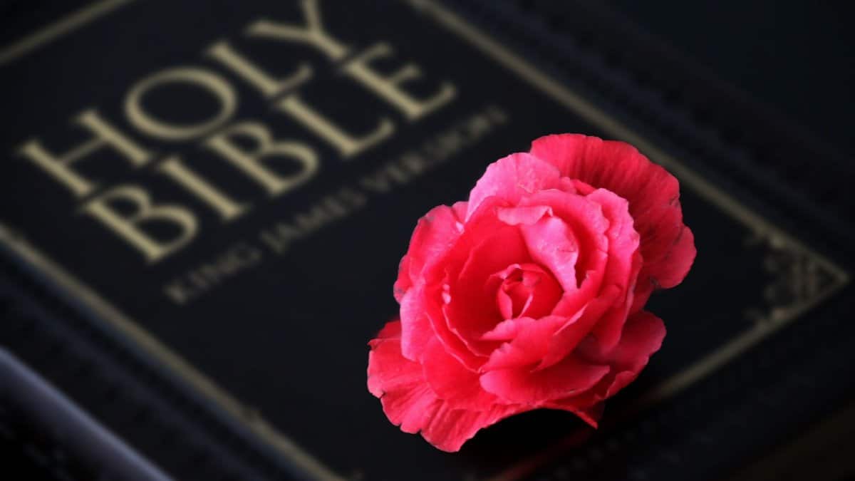Close-up of a pink rose resting on a Holy Bible, King James Version, symbolizing faith and beauty.