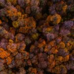 Stunning aerial shot of colorful autumn trees in Istanbul, capturing the essence of fall with rich hues.