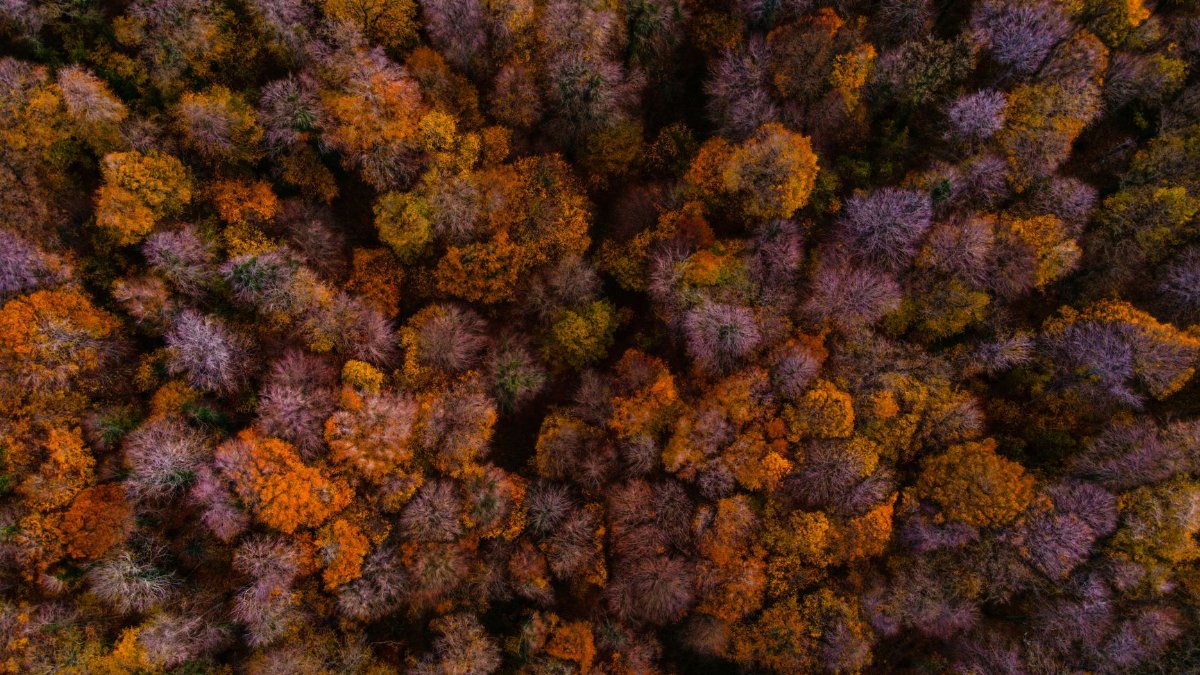 Stunning aerial shot of colorful autumn trees in Istanbul, capturing the essence of fall with rich hues.