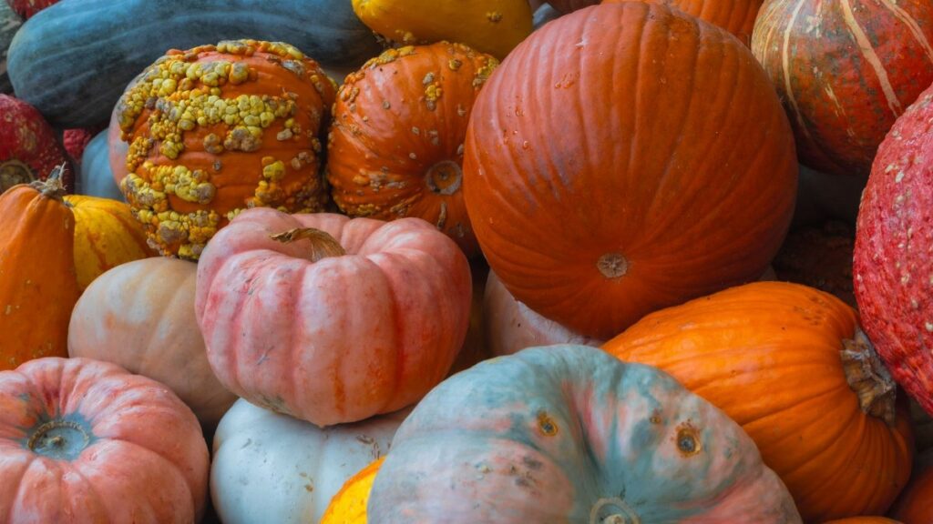 Colorful variety of pumpkins and gourds representing an autumn harvest in Dallas, Texas.