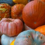 Colorful variety of pumpkins and gourds representing an autumn harvest in Dallas, Texas.
