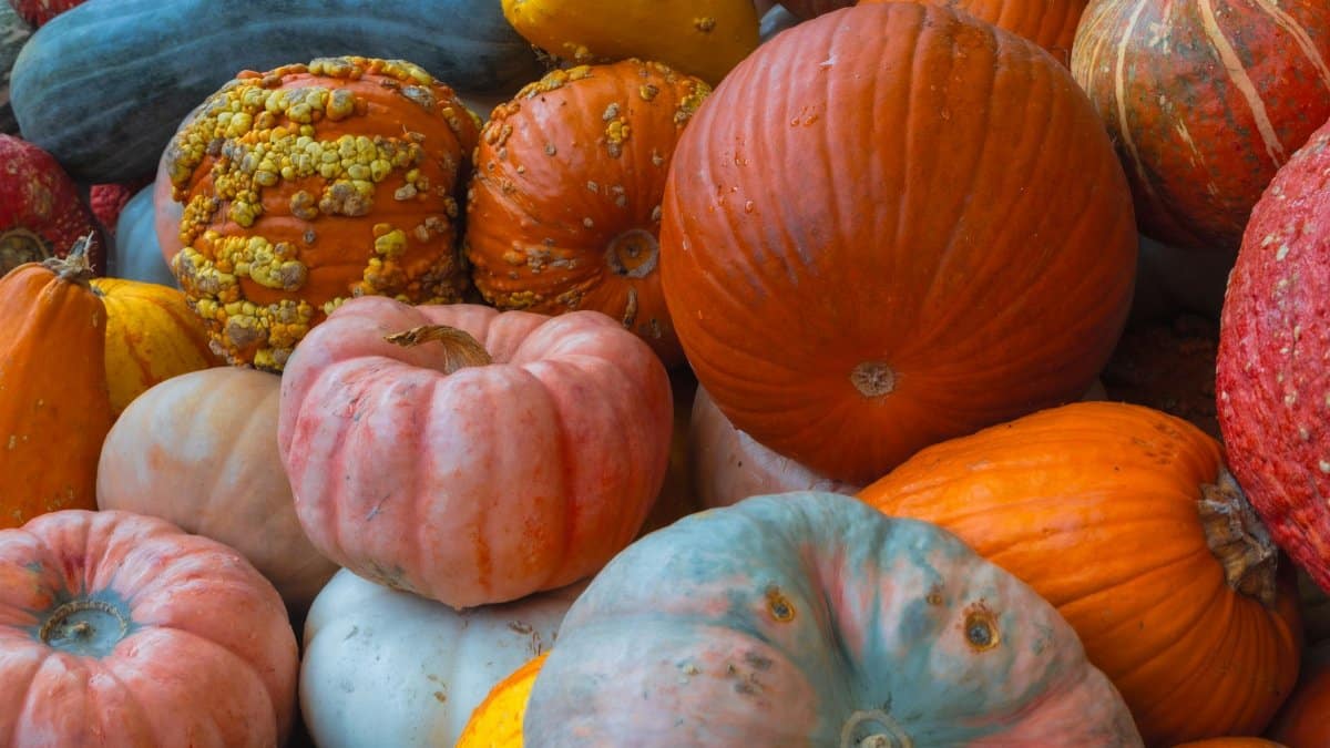 Colorful variety of pumpkins and gourds representing an autumn harvest in Dallas, Texas.