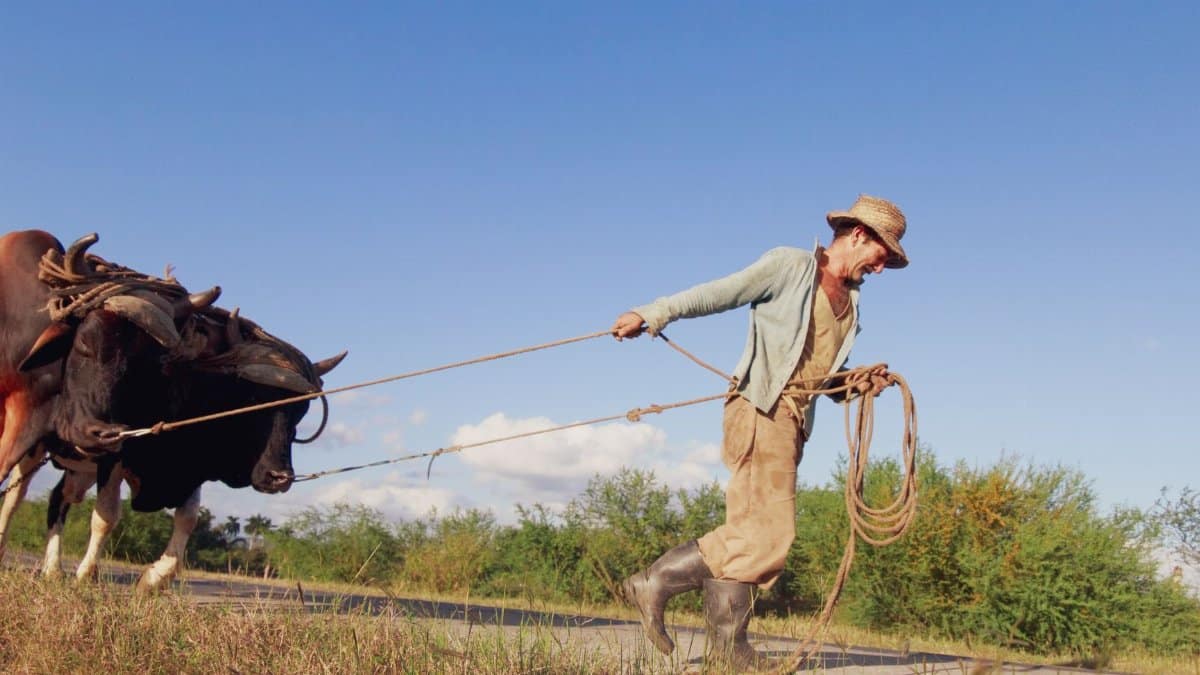 Rural scene of a farmer in countryside pulling oxen with a rope on a sunny day.