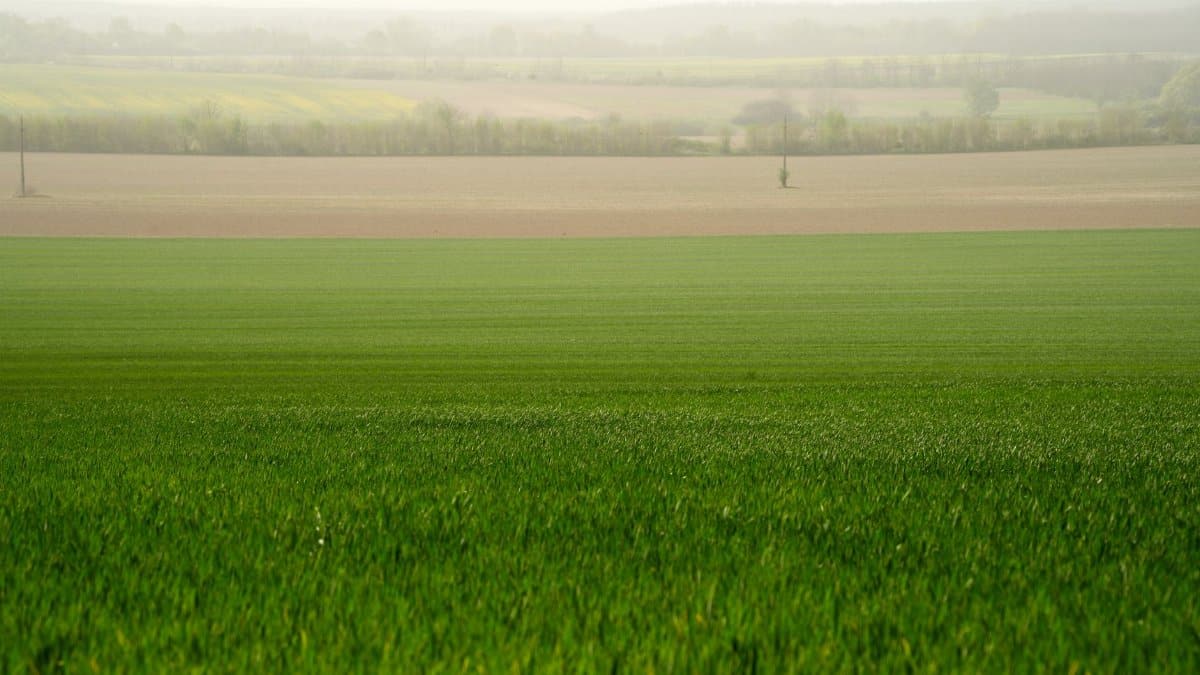 Scenic view of lush green fields in Türje, Hungary, under a soft, misty sky.
