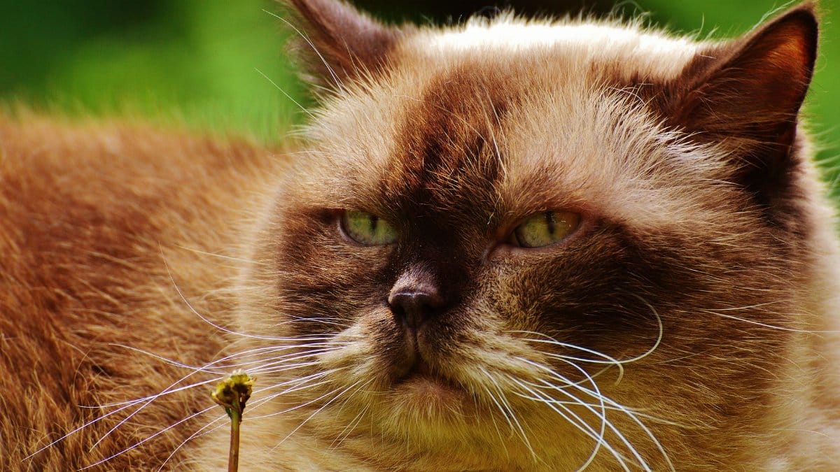 A charming close-up of a Chocolate Point Himalayan cat relaxing outdoors, showcasing its unique fur and expression.