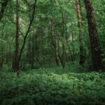 Explore the serene beauty of a dense green forest with lush foliage in summer.