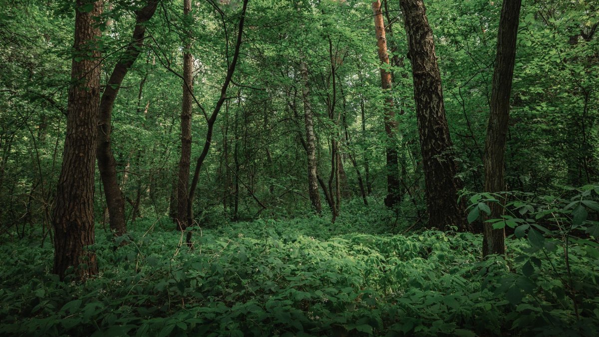 Explore the serene beauty of a dense green forest with lush foliage in summer.