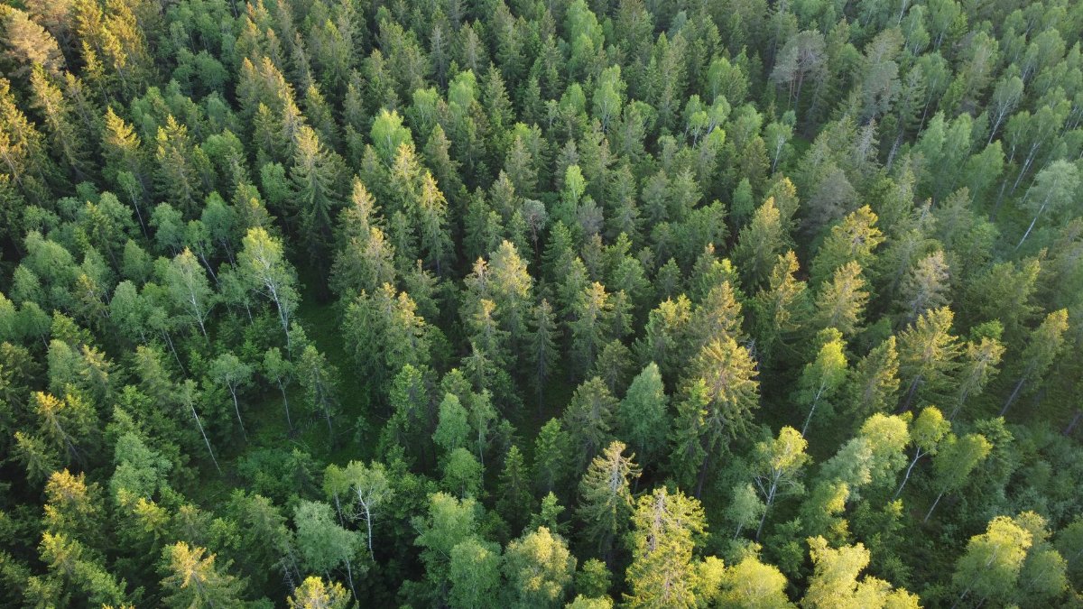 Aerial shot of dense evergreen forest showcasing vibrant shades of green and sunlight casting soft shadows.