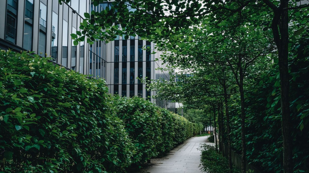 A serene urban pathway lined with lush greenery, set amidst modern buildings.