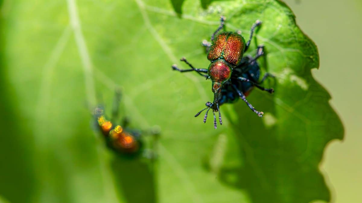 Macro shot of aspen leaf-rolling weevils on a leaf during summer, highlighting insect ecology.
