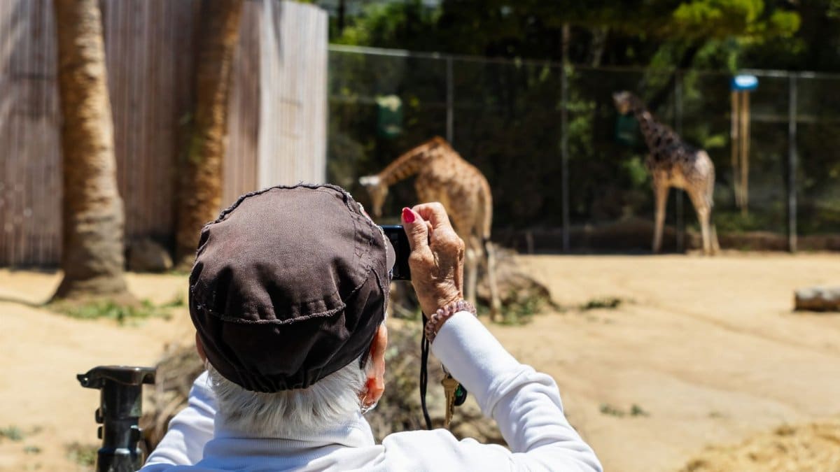 Senior woman photographing giraffes in a zoo on a sunny day, highlighting wildlife appreciation.