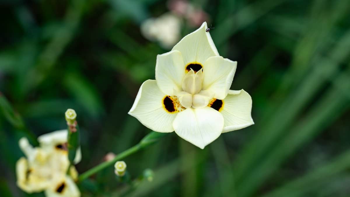 Detailed close-up of a beautiful Fortnight Lily in full bloom, showcasing its delicate petals and distinct black spots.