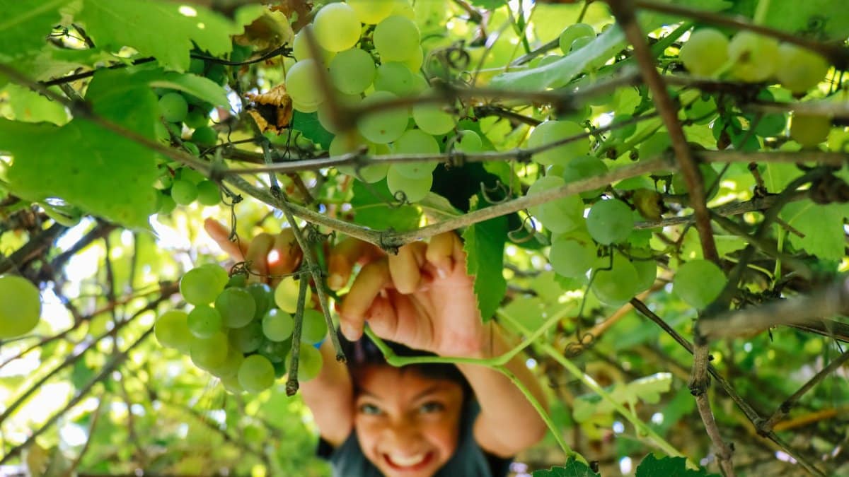 A joyful child reaches for ripe grapes in a lush vineyard, capturing the essence of harvest.