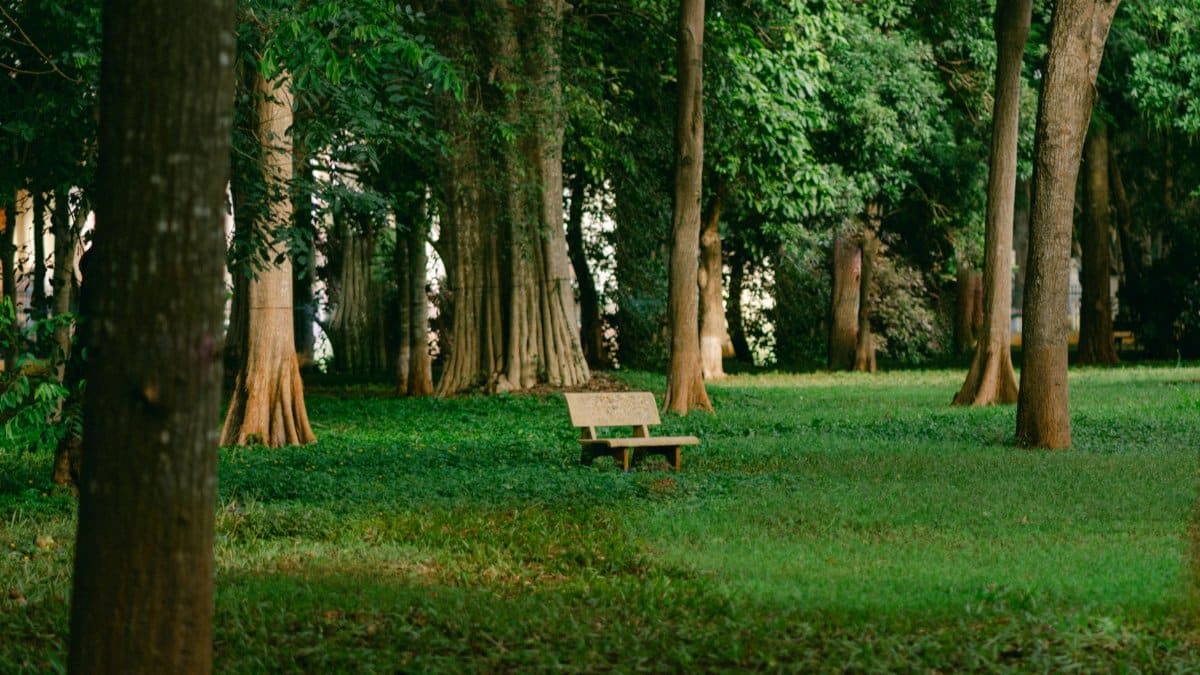 Serene forest park with an empty wooden bench surrounded by lush green trees.