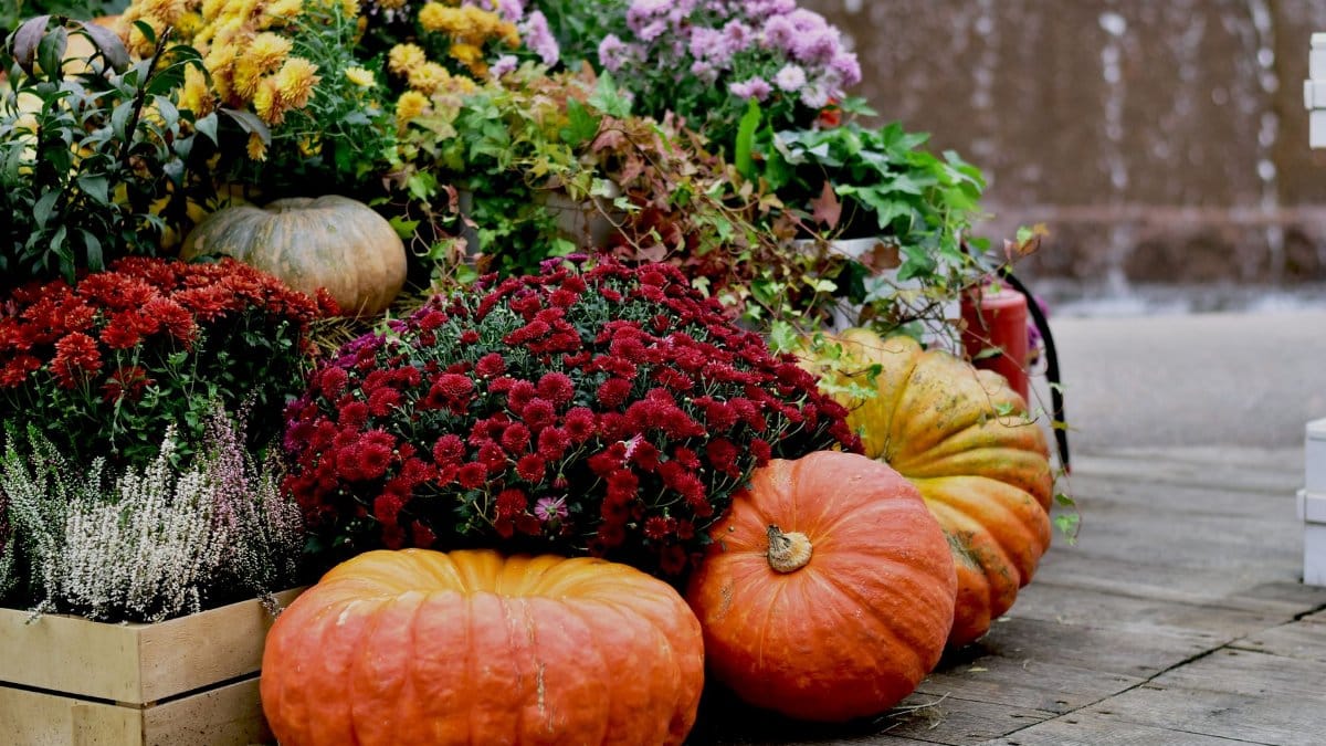 A vibrant autumn scene in Moscow with pumpkins and diverse flowers on a wooden platform.