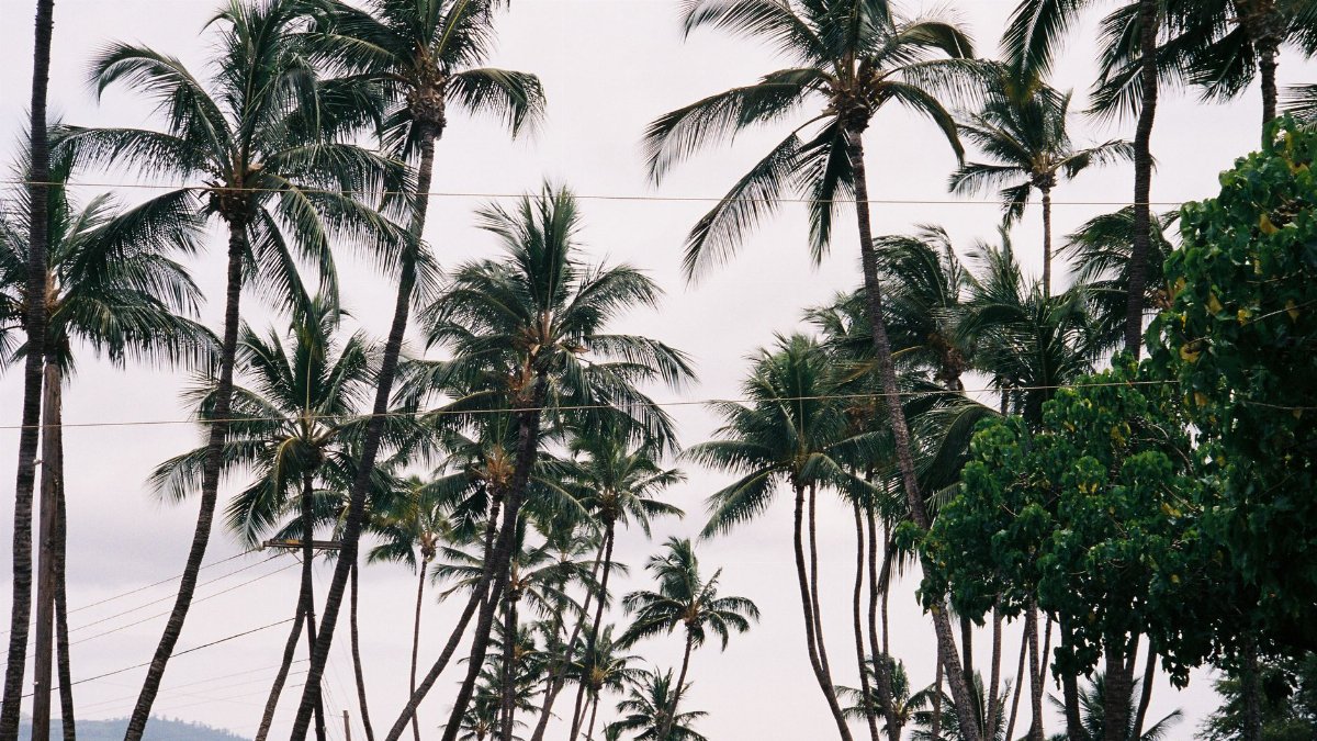Vibrant palm trees sway against a clear sky in Hawaii, capturing the essence of tropical paradise.