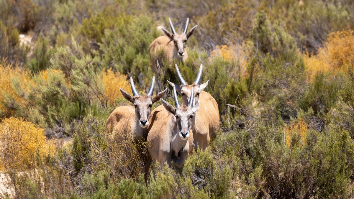 Eland antelopes standing amidst dense bush in South Africa, showcasing natural wildlife habitat.