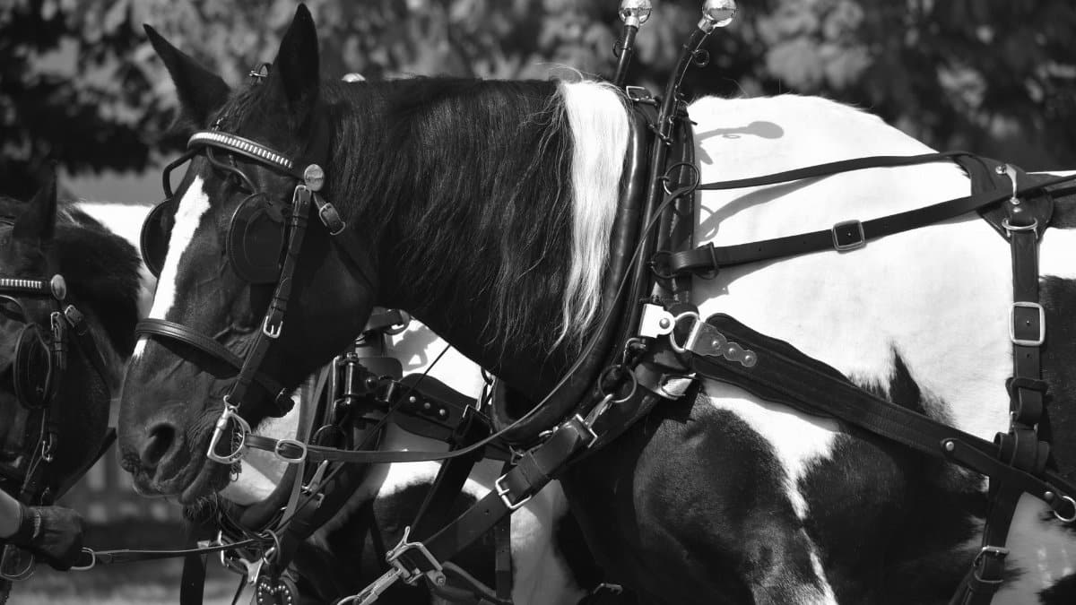 A striking black and white image of horses in harness, showcasing equestrian equipment.