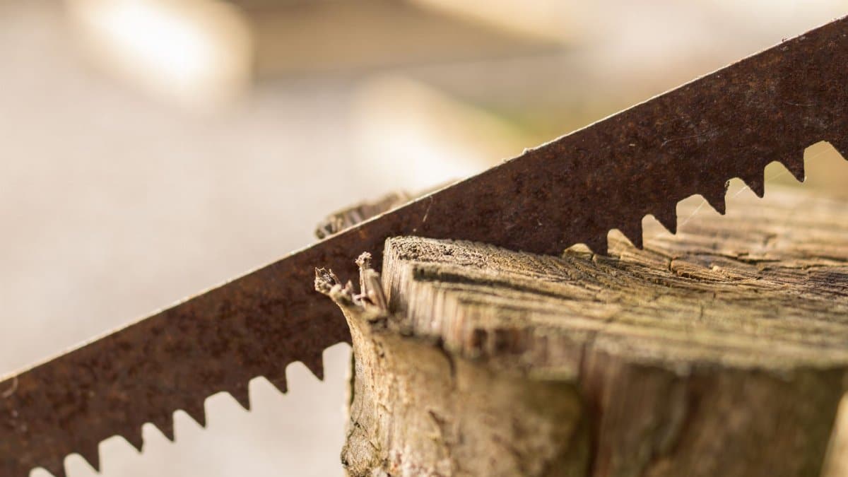 An old rusty saw blade slicing through a wooden tree stump outdoors in bright daylight.