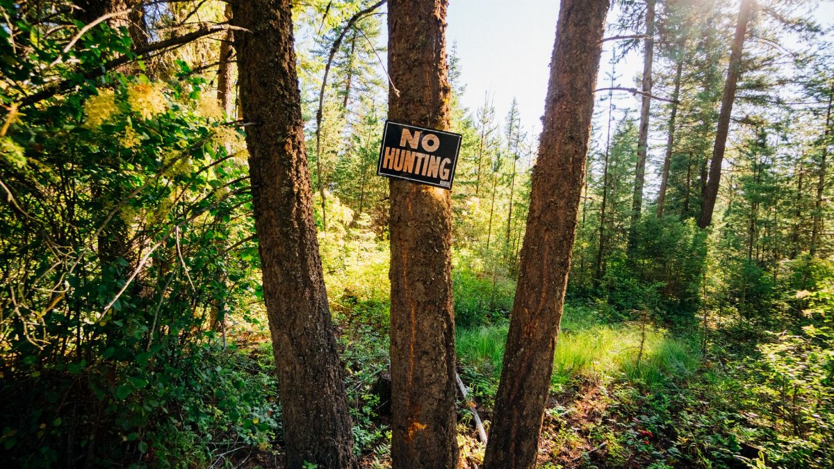 A serene forest landscape with a No Hunting sign on a tree, bathed in daylight.
