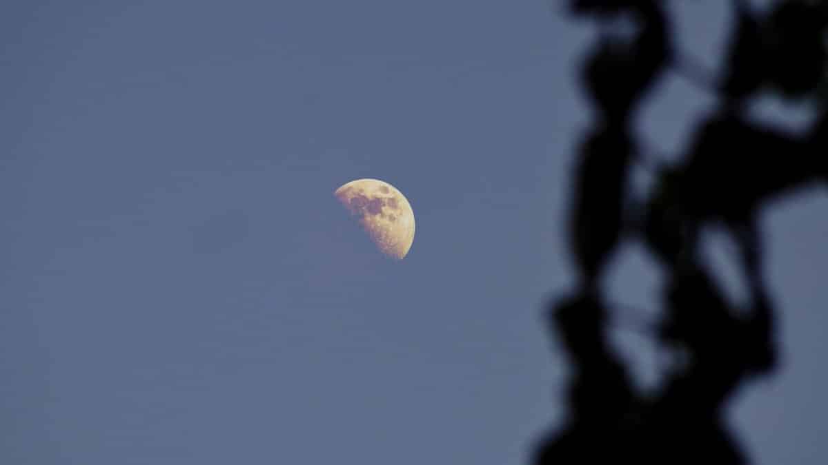 A serene view of the first quarter moon framed by silhouetted leaves.