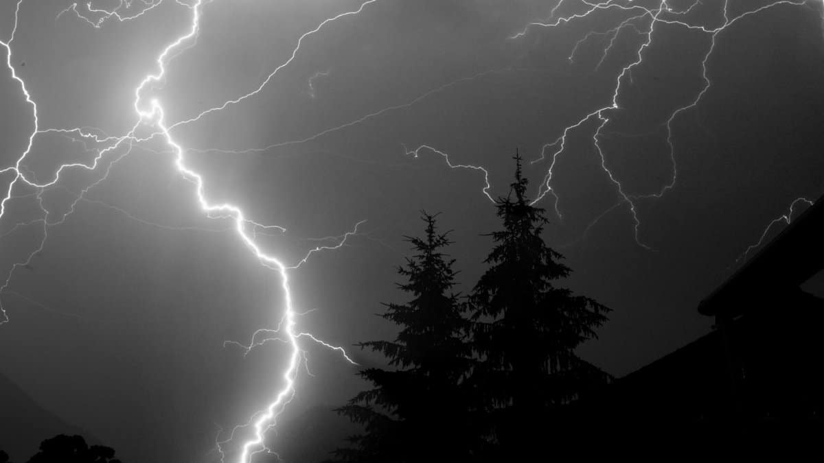 A powerful and dramatic display of lightning during a night thunderstorm over pine trees.