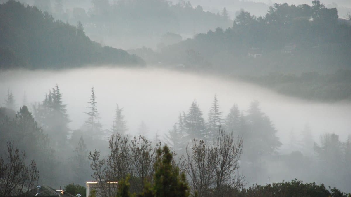 Serene view of a misty forest enveloped in fog during twilight.