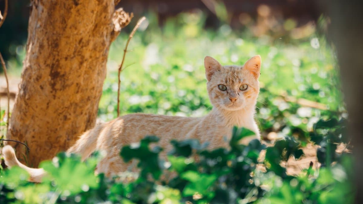 A ginger cat basking in the sunlight among green foliage in Jendouba, Tunisia.