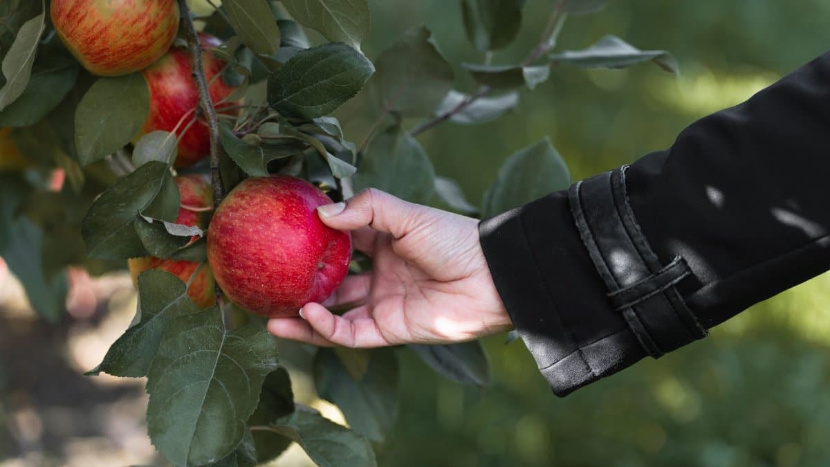 A person picking a ripe red apple from a tree branch surrounded by green leaves.