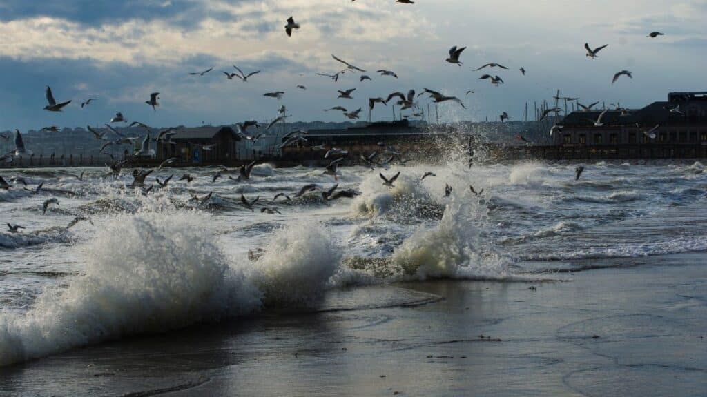 Seagulls flying over crashing waves at the coast, showcasing a dramatic seaside atmosphere.