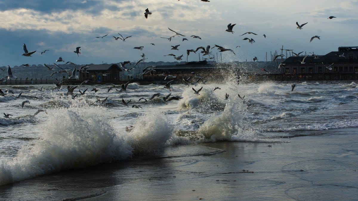 Seagulls flying over crashing waves at the coast, showcasing a dramatic seaside atmosphere.