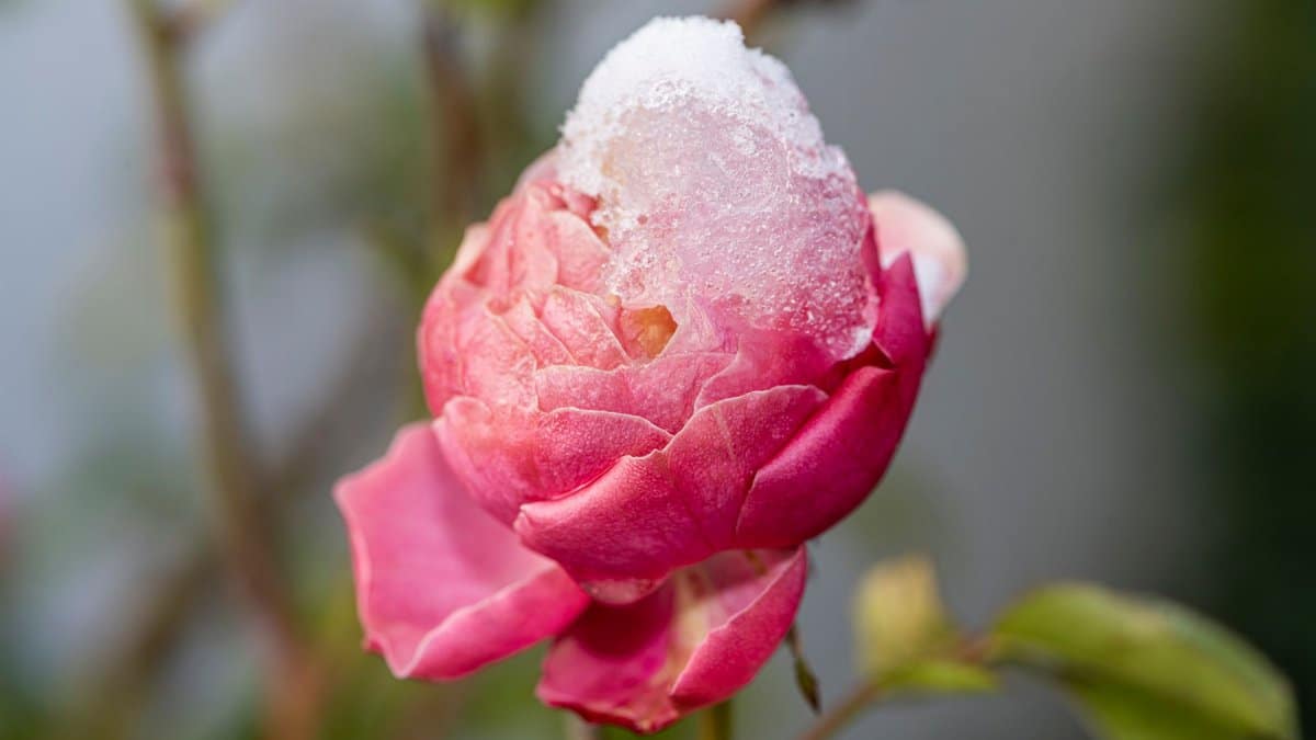 Close-up of a pink rose covered in ice, highlighting the blend of winter's touch in a garden setting.