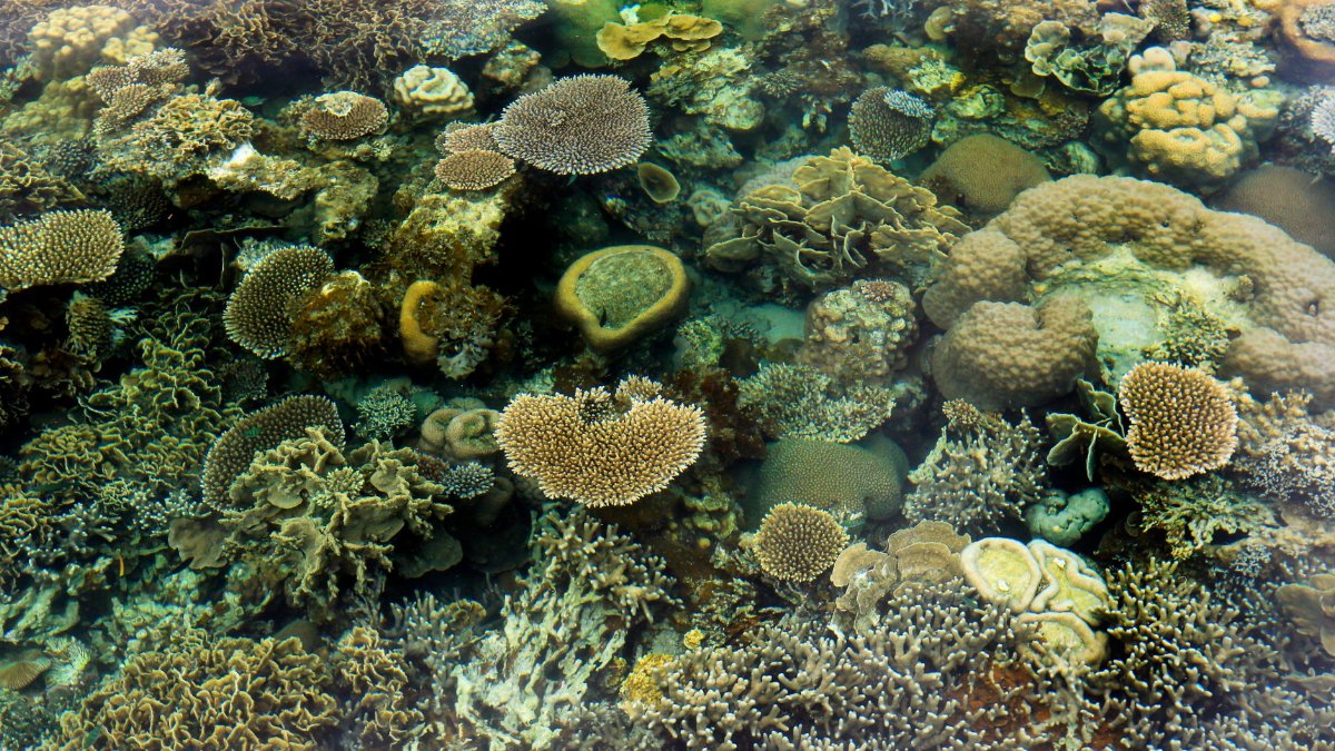 Vibrant coral reef showcasing diverse marine life in a stunning underwater landscape.
