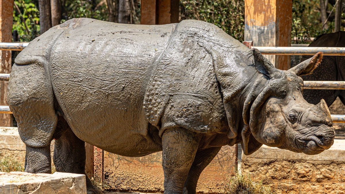 Indian rhinoceros covered in mud, standing in zoo enclosure on a sunny day.
