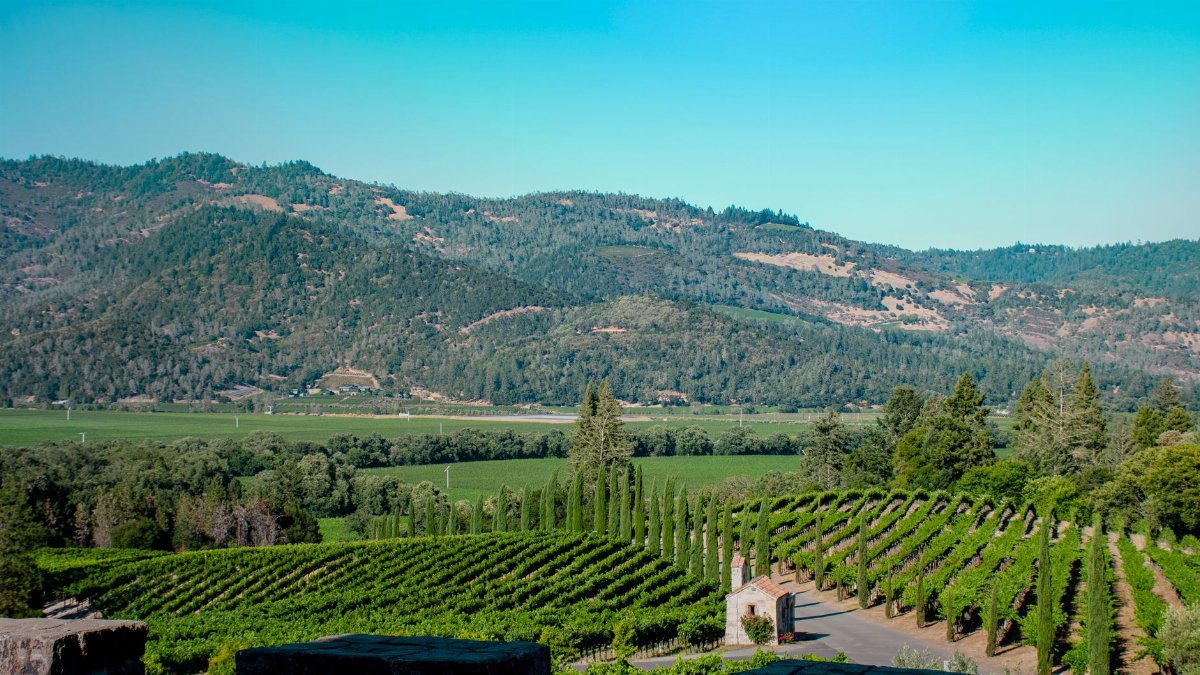 Vineyard stretching across Napa Valley, California, under a clear blue sky.