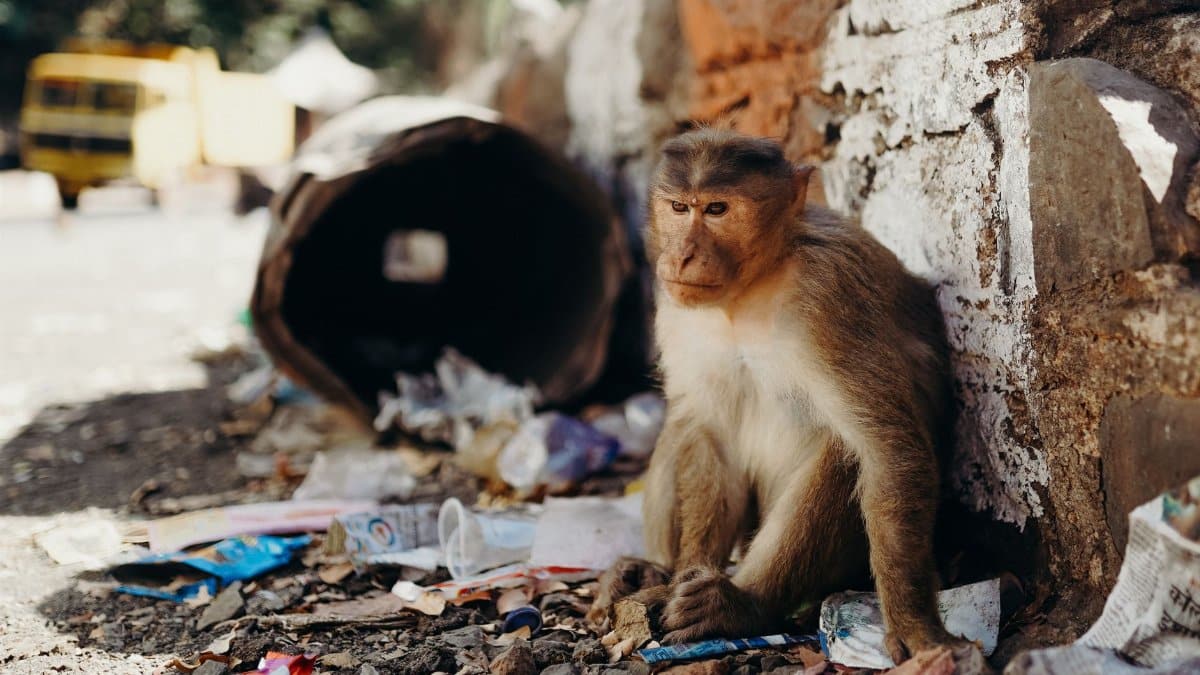 Monkey sitting among litter on street corner, reflecting urban wildlife challenges.