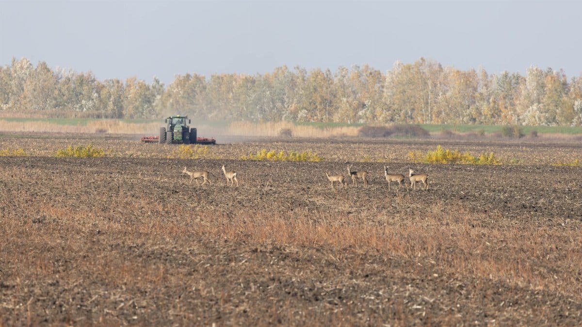Tractor working on farmland with a herd of deer in the foreground during fall.