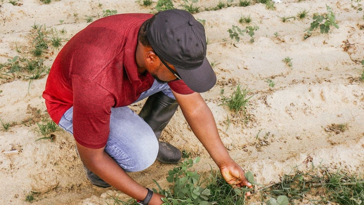 A farmer in Nigeria examines plants in the field, promoting sustainable agriculture.